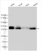 4EBP1 Antibody in Western Blot (WB)