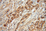 LEFTY2 Antibody in Immunohistochemistry (Paraffin) (IHC (P))