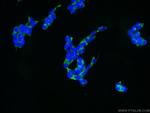 NEDD1 Antibody in Immunocytochemistry (ICC/IF)