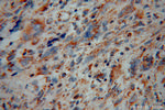 NEDD1 Antibody in Immunohistochemistry (Paraffin) (IHC (P))