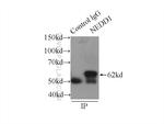 NEDD1 Antibody in Immunoprecipitation (IP)