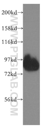 NEDD1 Antibody in Western Blot (WB)