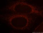PARD6B Antibody in Immunocytochemistry (ICC/IF)