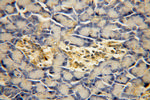 PARD6B Antibody in Immunohistochemistry (Paraffin) (IHC (P))