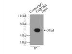 PARD6B Antibody in Immunoprecipitation (IP)