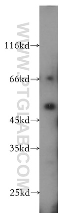 PARD6B Antibody in Western Blot (WB)