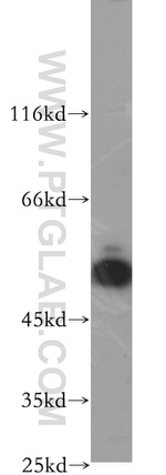 PARD6B Antibody in Western Blot (WB)
