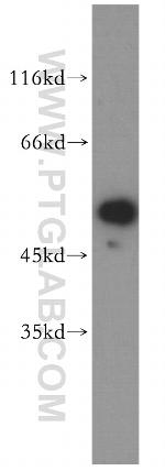 PARD6B Antibody in Western Blot (WB)