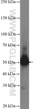 PARD6B Antibody in Western Blot (WB)