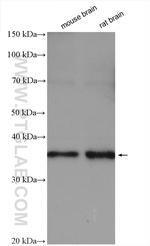 OLIG2 Antibody in Western Blot (WB)