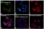 CD3 Antibody in Immunocytochemistry (ICC/IF)