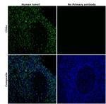 CD8a Antibody in Immunohistochemistry (Paraffin) (IHC (P))