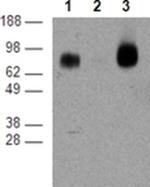 CD39 Monoclonal Antibody (24DMS1), eBioscience™