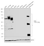 CD44 Antibody in Western Blot (WB)
