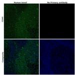 CD45 Monoclonal Antibody (HI30), eBioscience™
