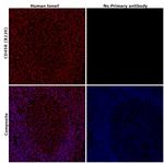 CD45R (B220) Monoclonal Antibody (HIS24), eBioscience™