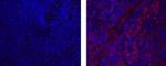 CD68 Monoclonal Antibody (FA-11), eBioscience™