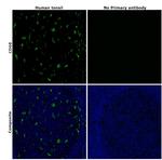 CD68 Antibody in Immunohistochemistry (Paraffin) (IHC (P))