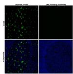 CD68 Antibody in Immunohistochemistry (Paraffin) (IHC (P))