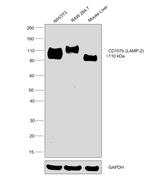 CD107b (LAMP-2) Monoclonal Antibody (eBioABL-93 (ABL-93)), eBioscience™