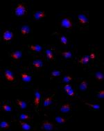 CD107a (LAMP-1) Monoclonal Antibody (eBioH4A3), eBioscience™
