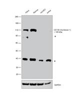CD138 (Syndecan-1) Monoclonal Antibody (DL-101), eBioscience™
