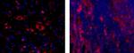 CD141 Monoclonal Antibody (LS17-9), eBioscience™