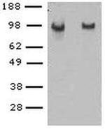 CD144 (VE-cadherin) Monoclonal Antibody (eBioBV14 (BV14)), eBioscience™