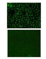 CD207 (Langerin) Monoclonal Antibody (eBioRMUL.2), eBioscience™