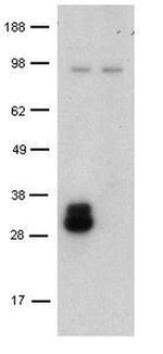 CD209a Monoclonal Antibody (LWC06), eBioscience™