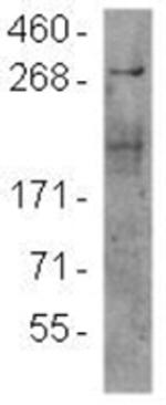 mTOR Monoclonal Antibody (F11), eBioscience™