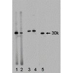 14-3-3 gamma Antibody in Western Blot (WB)