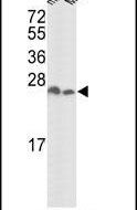 14-3-3 zeta Antibody in Western Blot (WB)