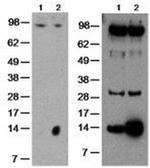 GILZ Monoclonal Antibody (CFMKG15), eBioscience™