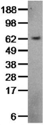 ACT1 Monoclonal Antibody (9ACT12), eBioscience™