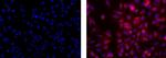 Mouse IgG2a kappa Isotype Control in Immunocytochemistry (ICC/IF)