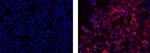 Mouse IgG2b kappa Isotype Control in Immunocytochemistry (ICC/IF)