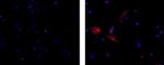 Mouse IgG3 Isotype Control in Immunocytochemistry (ICC/IF)