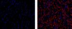 Connexin 43 Monoclonal Antibody (Connexin43 (1A)), eBioscience™