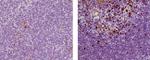 EOMES Monoclonal Antibody (Dan11mag), eBioscience™