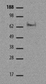 EOMES Monoclonal Antibody (21Mags8), eBioscience™