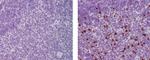 EOMES Monoclonal Antibody (WD1928), eBioscience™