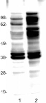 phospho-Tyrosine Monoclonal Antibody (pY20), eBioscience™