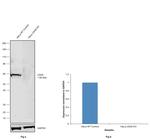 cGAS Antibody in Western Blot (WB)