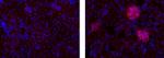 Ephrin B1 Monoclonal Antibody (25H11), eBioscience™