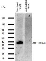 Amphiregulin Monoclonal Antibody (AREG559), eBioscience™