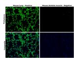 Podoplanin Monoclonal Antibody (eBio8.1.1 (8.1.1)), eBioscience™