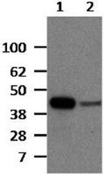 IRF1 Antibody in Western Blot (WB)