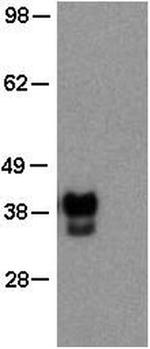 OCT3/4 Monoclonal Antibody (EM92), eBioscience™