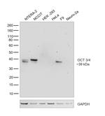 OCT3/4 Antibody